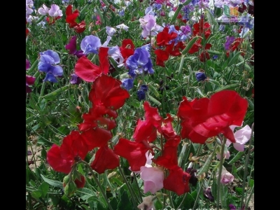 香豌豆種子多少錢一斤？