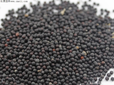 霞草種子幾天發(fā)芽？