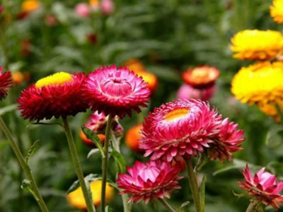 到哪里可以購買到麥稈菊種子