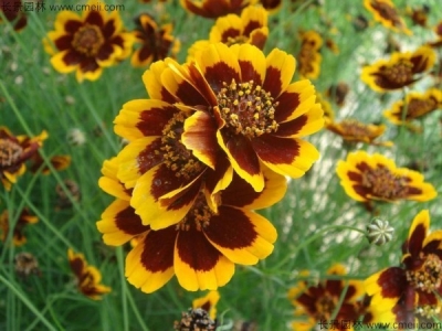 蛇目菊種子如何養(yǎng)護(hù)？