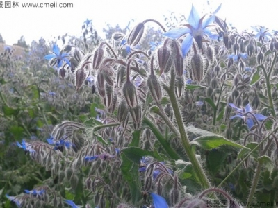 到哪里購買琉璃苣種子