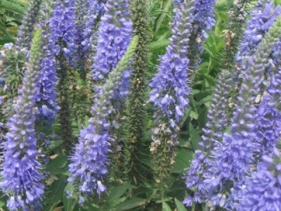 到哪里可以購(gòu)買(mǎi)婆婆納種子