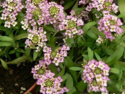 香雪球種子在播種幾天發(fā)芽？