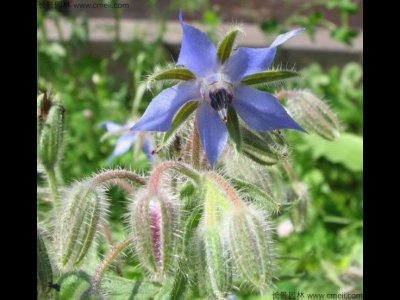 琉璃苣種子多少錢一斤？