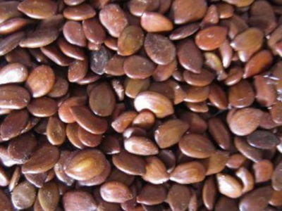 合歡種子什么時候播種