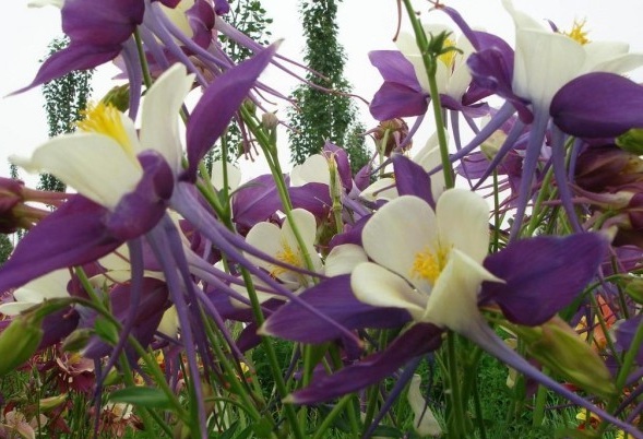 1630655527997737.jpg image.jpg