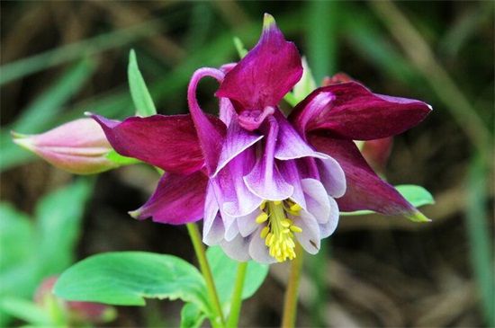 多年生草本花卉品種有哪些 多年生草本花卉品種有哪些