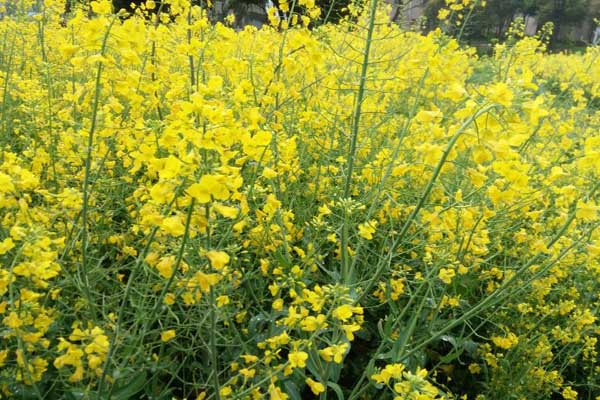 1631862462705976.jpeg 油菜1.jpeg