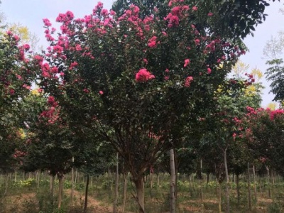 紫薇種子6月份播種可以嗎？