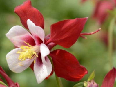 耬斗菜種子幾月播種？