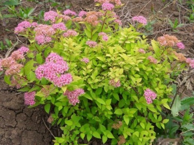 繡線菊種子幾月份播種？