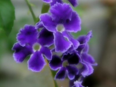 紫羅蘭種子什么時(shí)候播種最好？