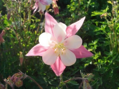 大花耬斗菜種子幾月播種最好？