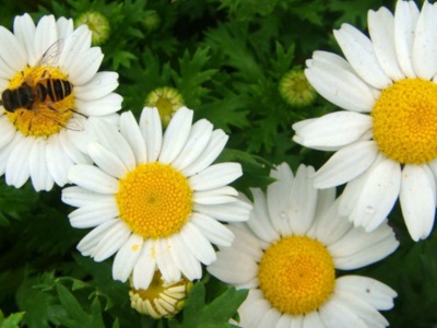 白晶菊種子需要浸泡嗎？