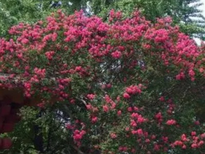 紫薇種子發(fā)芽溫度？