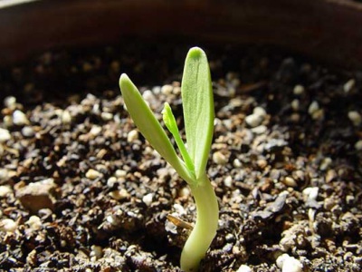 荒山造林用的哪種合歡種子？