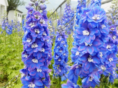 飛燕草種子要泡水嗎？