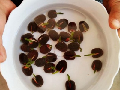 睡蓮種子用溫水泡嗎？