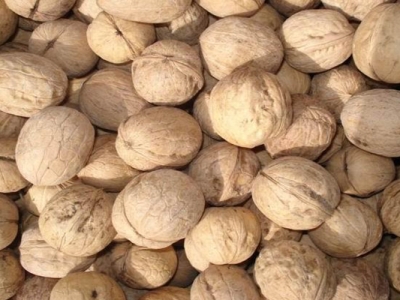 核桃種子在幾月種？