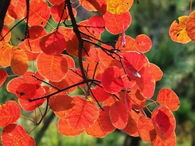 黃櫨種子幾月份采摘？