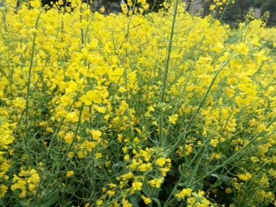 幾月種油菜種子最合適？