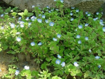 婆婆納種子種植在幾月？