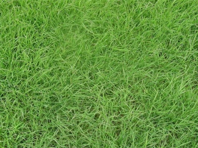 馬尼拉草坪種子多少錢一斤？