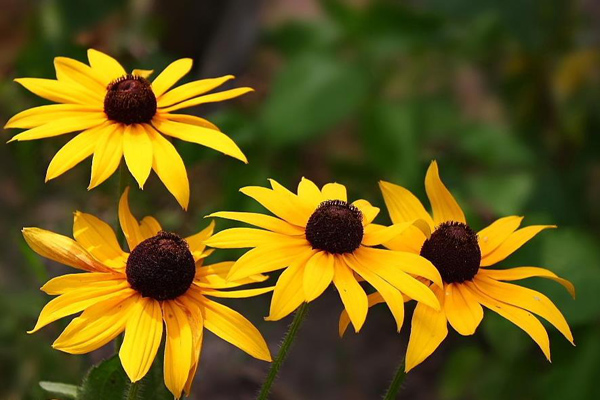 1635216513867928.jpg 黑心菊.jpg