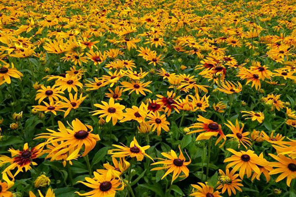 1635216591661868.jpeg 黑心菊2.jpeg