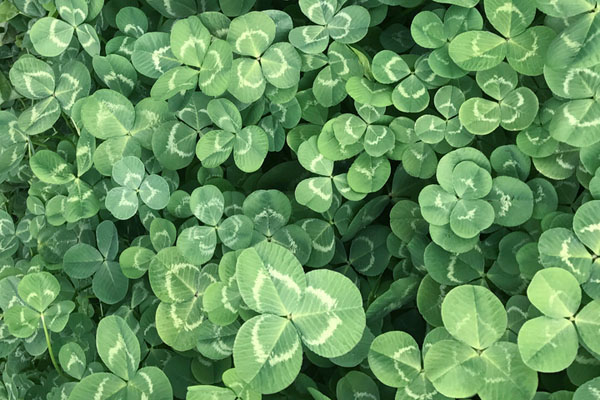 1637927780403506.jpeg 白三葉草3.jpeg