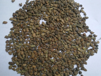 黃櫨種子怎么育苗？