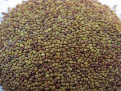 白三葉種子怎么種？