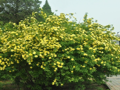 黃刺玫種子怎么種？