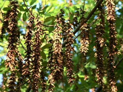 楓楊的種子怎么催芽？