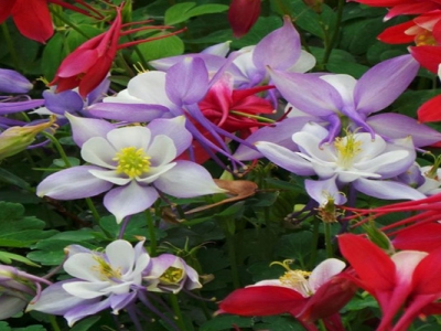 大花耬斗菜花語和寓意是什么？