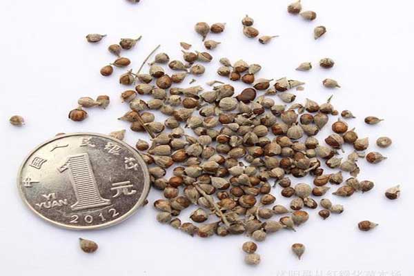 1640582017494301.jpeg 黃菊花種子.jpeg