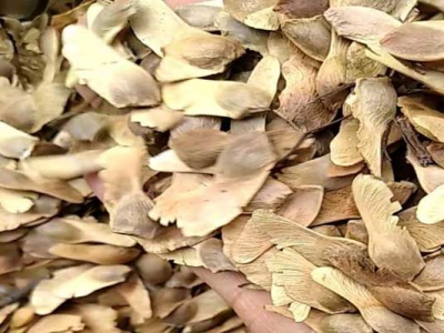 楓樹種子在哪買？