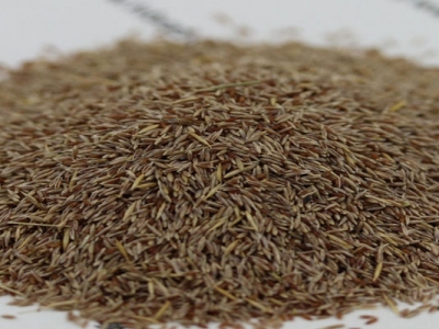 剪股穎種子在哪能買到正宗的？