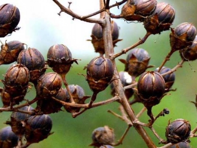 紫薇種子能發(fā)芽嗎？