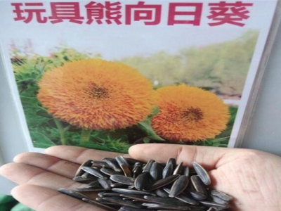 玩具熊矮向日葵種子能吃嗎？