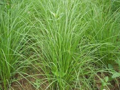 百喜草可以作為牧草使用嗎？