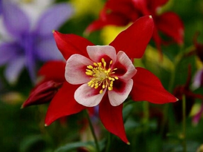 大花耬斗菜當年種開花嗎？