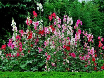 當年的蜀葵種子可以播種嗎？