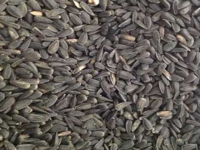 油葵種子可以自己留嗎？