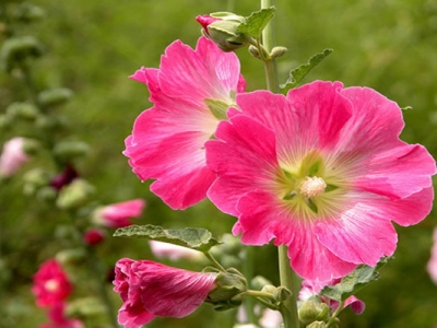 蜀葵種子七八月份可以種嗎？