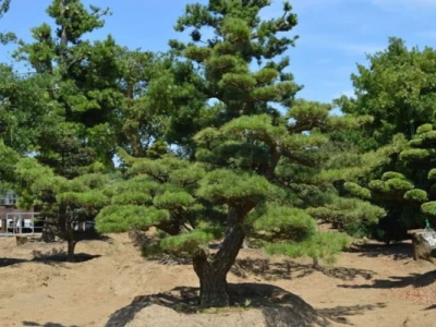 黑松種子可以用河砂種植嗎？