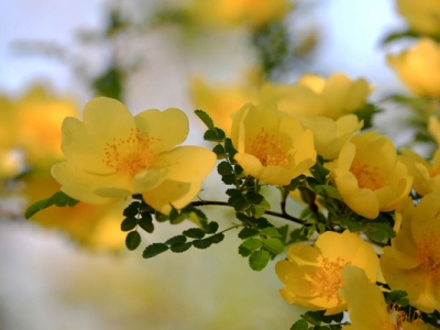 黃刺玫種子可以當(dāng)年種植嗎？