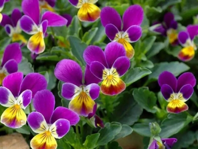 三色堇種子多久開(kāi)花？