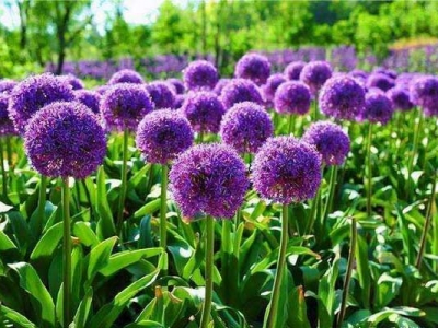 大花蔥種子多長(zhǎng)時(shí)間開(kāi)花？