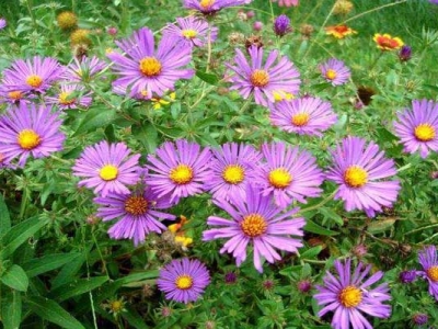 荷蘭菊種子到什么時候開花？